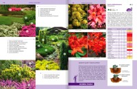 Rośliny Do Każdego Ogrodu – Poradnik - wrzosy