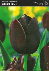 Tulipan Queen of Night – 15 cebulek – niemal czarne kwiaty do ogrodu – Benex