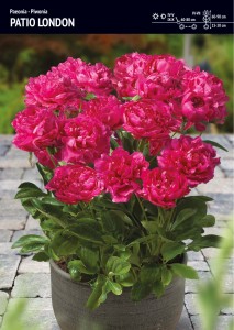 Piwonia Patio London – 30 cebulek – ciemnoróżowe kwiaty do ogrodu – Benex
