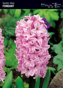 Hiacynt Fondant – 10 cebulek – pachnące różowe kwiaty wiosną – Benex