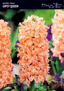 Hiacynt Gipsy Queen – 10 cebulek – pachnące łososiowe kwiaty wiosną – Benex