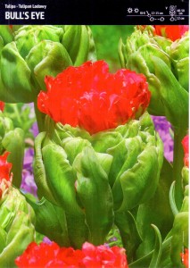 Tulipan Bull’s Eye – 10 cebulek – nietypowe zielono-czerwone kwiaty – Benex