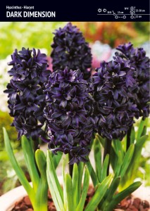 Hiacynt Dark Dimensions – 1 cebulka – ciemnofioletowe niemal czarne kwiaty – Benex