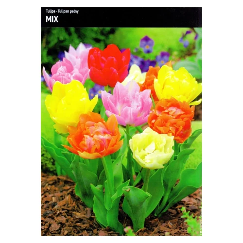 Tulipan pełny Mix – 15 szt.