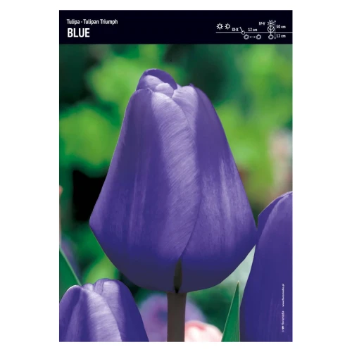 Tulipan niebieski – 30 szt. 'Triumph Blue'.webp
