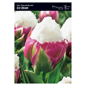 Tulipan biało-różowy podwójny – 5 szt. – 'Ice Cream'