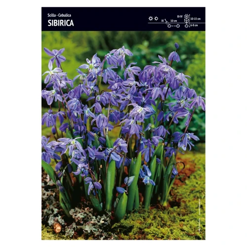 Cebulica Syberyjska – 30 szt. – Scilla