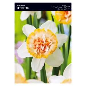 Narcyz – 5 szt. – 'Petit Four'