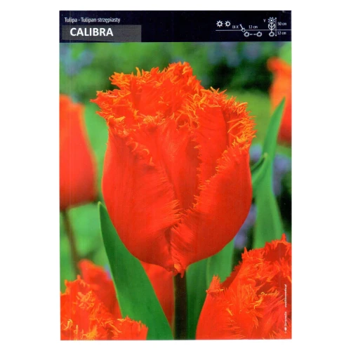 Tulipan czerwony strzępiasty – 10 szt. – 'Calibra'