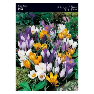 Krokusy Mix – 30 szt.