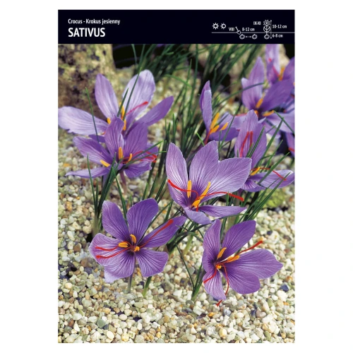 Krokus Jesienny – 25 szt. – 'Sativus'