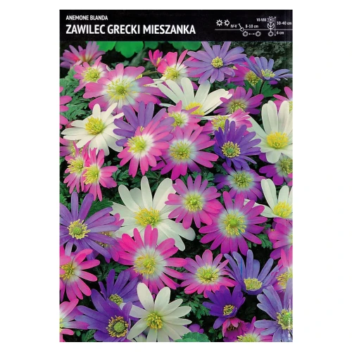 Zawilec grecki Mix – 30 szt. – Anemon