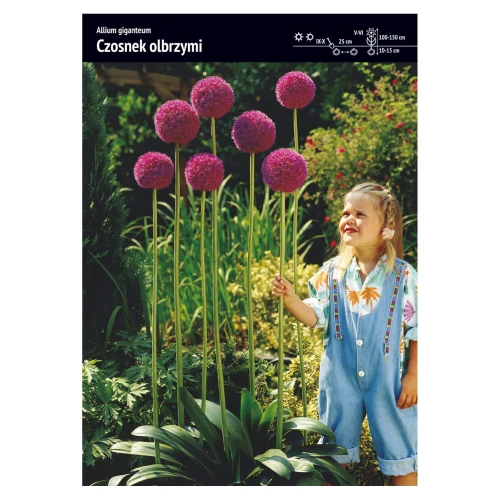 Czosnek ozdobny Olbrzymi – 2 szt.