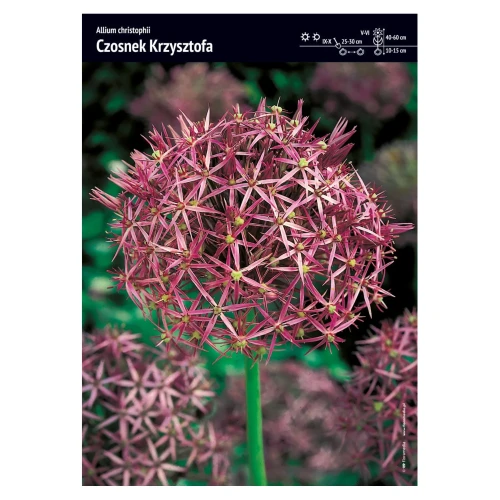 Czosnek ozdobny – 12 szt. – 'Czosnek Krzysztofa'