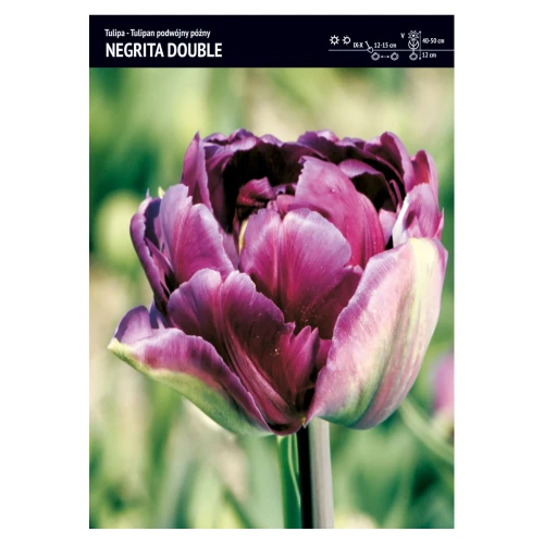 Tulipan fioletowo-zielony podwójny – 15 szt. – 'Negrita Double'