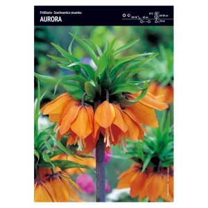 Szachownica Cesarska – 2 szt. – 'Aurora'