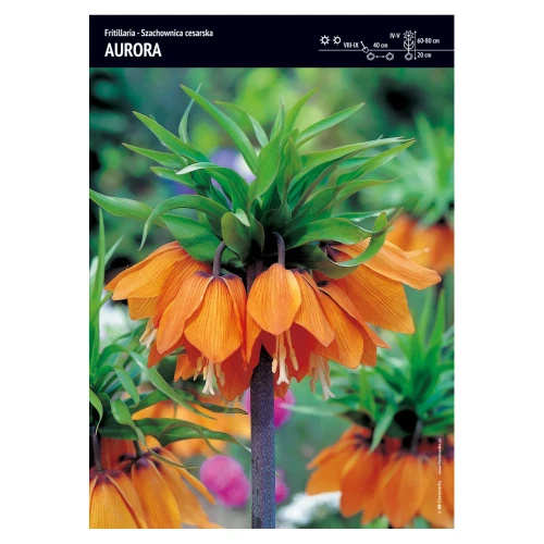 Szachownica Cesarska – 2 szt. – 'Aurora'