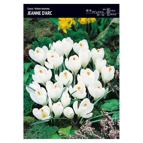 Krokus wiosenny – 30 szt. – 'Joanna d'Arc'