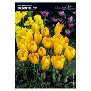 Krokus wiosenny – 15 szt. – 'Golden Yellow' rozm. 7-8 cm