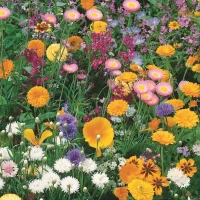 Dywan Kwiatowy Mieszanka – Nasiona – Kiepenkerl