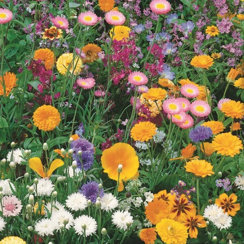 Dywan Kwiatowy Mieszanka – Nasiona – Kiepenkerl