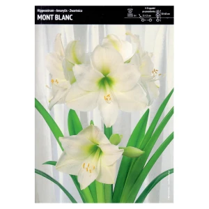 Hippeastrum – 1 szt. – Amarylis 'Mount Blanc'