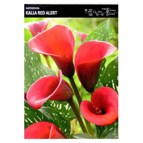 Kalla czerwona – 1 szt. – Zantedeschia 'Red Alert'