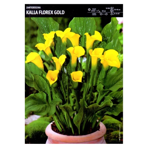 Kalla żółta – 1 szt. – Zantedeschia 'Florex Gold'