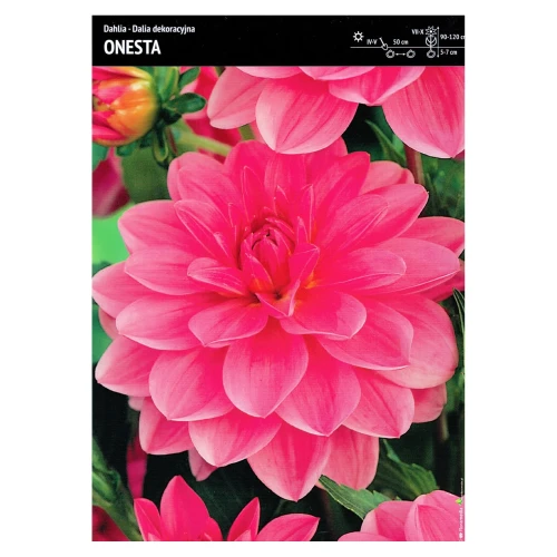 Dalia – 1 szt. – Dahlia 'Onesta'.webp