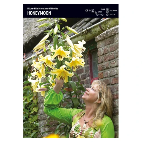 Lilia drzewiasta żółta – 1 szt. – 'Honeymoon'