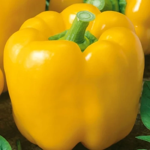 Papryka 'Yellow California Wonder' – Nasiona – Kiepenkerl