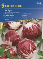 Cykoria Sałatowa 'Indigo' – Nasiona – Kiepenkerl przód