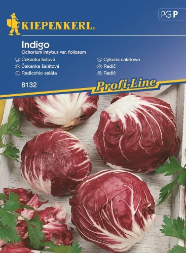Cykoria Sałatowa 'Indigo' – Nasiona – Kiepenkerl przód