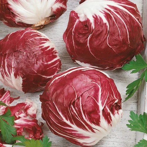 Cykoria Sałatowa 'Indigo' – Nasiona – Kiepenkerl