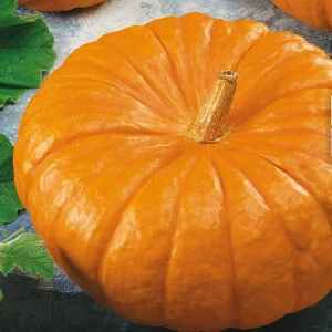 Dynia olbrzymia ‘Rouge vif d’Etampes’ – intensywny smak i dekoracyjne owoce – nasiona Kiepenkerl