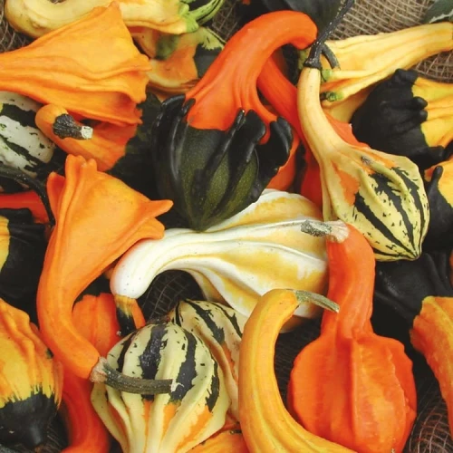 Dynia Ozdobna 'Autumn Wings' – Nasiona – Kiepenkerl