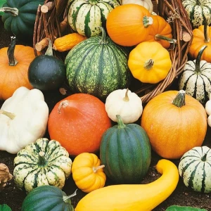 Dynia Ozdobna 'Essbare Zierkurbis' Mix – Nasiona – Kiepenkerl