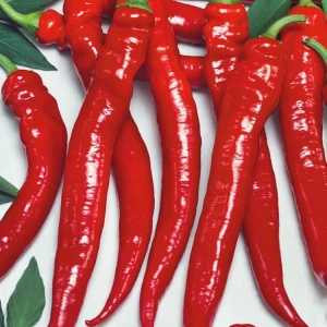 Papryka Pepperoni 'Shakira' – Nasiona – Kiepenkerl