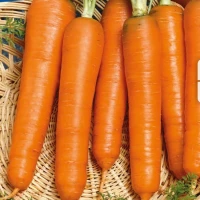 Marchew 'Lange Rote Stumpfe Ohne Herz 2' – Nasiona – Kiepenkerl