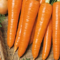 Marchew 'Rote Riesen' – Nasiona – Kiepenkerl