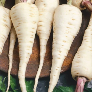 Pasternak Zwyczajny 'Halblange' – Nasiona – Kiepenkerl