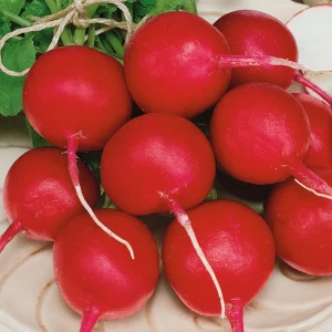 Rzodkiewka 'Riesenbutter' – Nasiona – Kiepenkerl