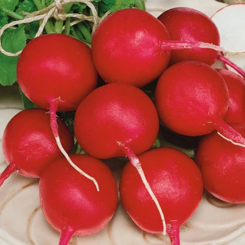 Rzodkiewka 'Riesenbutter' – Nasiona – Kiepenkerl