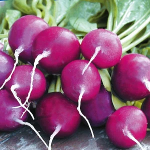 Rzodkiewka 'Viola' – Nasiona – Kiepenkerl