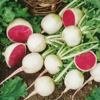 Rzodkiewka 'Red Meat' – Nasiona – Kiepenkerl