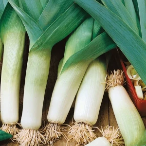 Por 'de Carentan' – Nasiona – Kiepenkerl