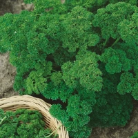 Pietruszka 'Moskrul' – Nasiona – Kiepenkerl