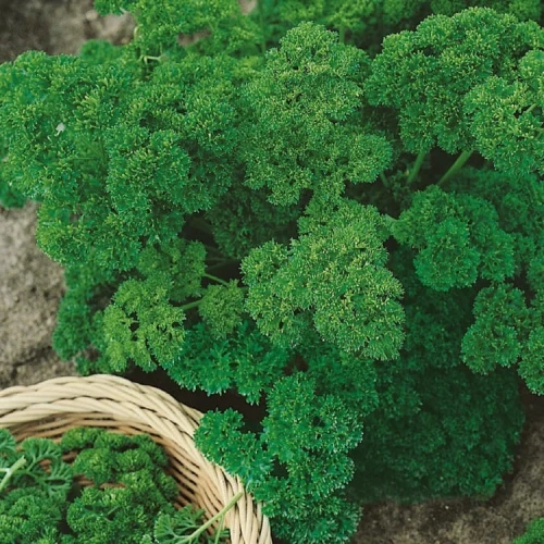 Pietruszka 'Moskrul' – Nasiona – Kiepenkerl