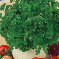 Pietruszka 'Afrodite'