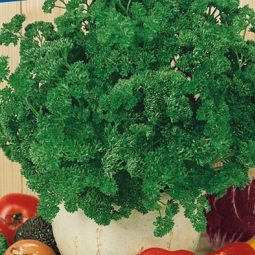 Pietruszka 'Afrodite'